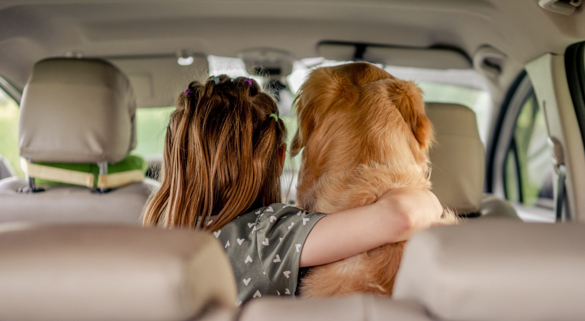 Normativas mascota coche normas llevar mascotas coche
